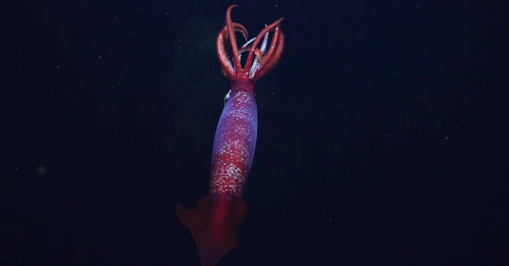 10sci antarcticsquid 21882 cover facebookJumbo v2
